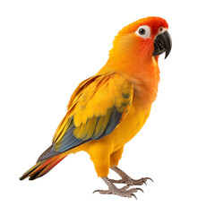 Obraz premium sun conure transparent background