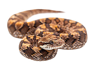 A Full Body Snake with a Transparent Background PNG