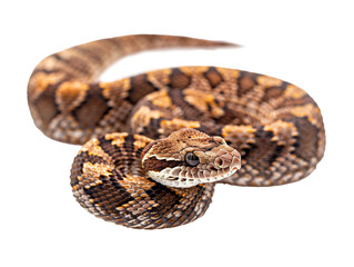 Fototapeta premium A Full Body Snake with a Transparent Background PNG