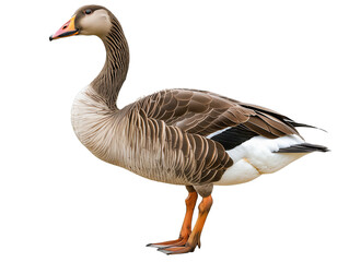 Obraz premium A Full Body Goose with a Transparent Background PNG
