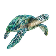 Fototapeta premium turtle isolated on white