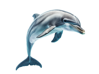 A Full Body Dolphin with a Transparent Background PNG