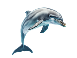 A Full Body Dolphin with a Transparent Background PNG
