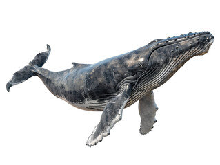 A Full Body Whale with a Transparent Background PNG