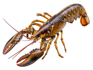 A Full Body Lobster with a Transparent Background PNG
