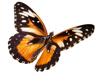 A Full Body Butterfly with a Transparent Background PNG