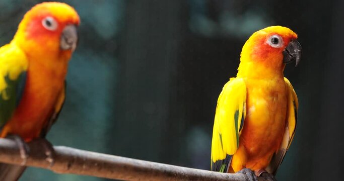 yellow and green parrot ,sun conure