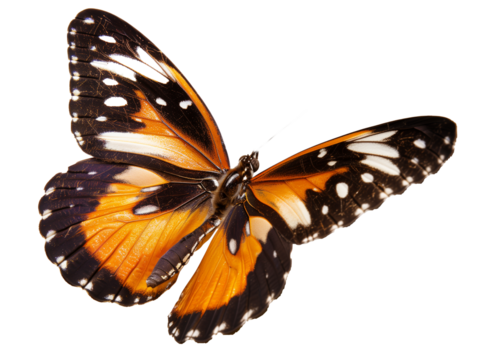 A Full Body Butterfly with a Transparent Background PNG
