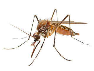 A Full Body Mosquito with a Transparent Background PNG