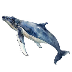 The blue whale is the largest animal ever known to have existed on Earth.