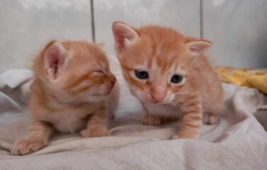 A couple of happy kittens sleep together in a cozy blanket. Kittens loving each other. Charming feline look