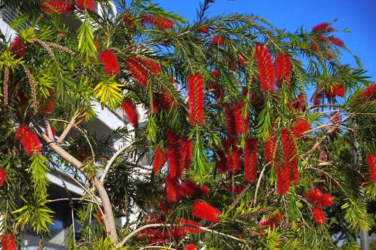 Bottlebrush or melaleuca citrina or callistemon citrinus plant blooming with red flowers