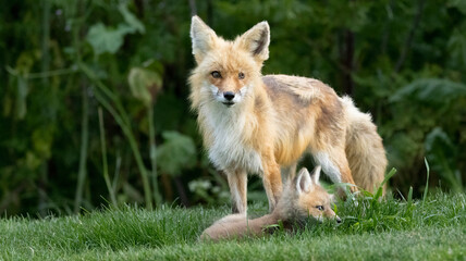 A Red Fox Family on the grass