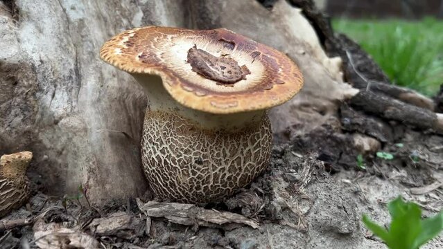 Beautiful tree mushroom. Scaly polypore on a dying tree in the forest.