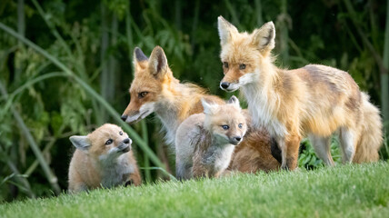 A Red Fox Family on the grass