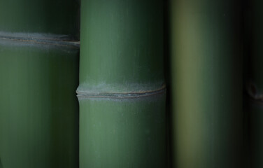 green bamboo tree For making background images