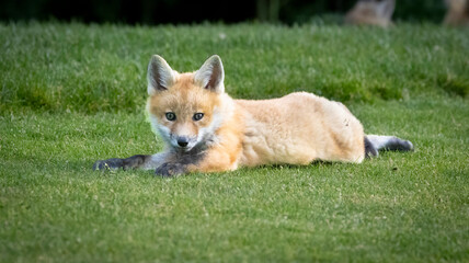 A baby Red Fox on the grass