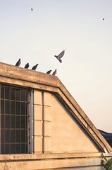 birds on a roof
