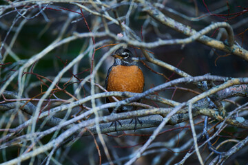 Melodic Wings: A Visual Ode to the American Robin