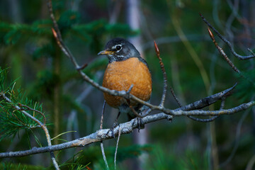 Melodic Wings: A Visual Ode to the American Robin