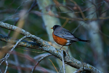 Melodic Wings: A Visual Ode to the American Robin