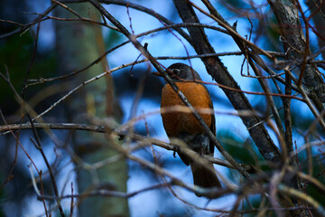 Melodic Wings: A Visual Ode to the American Robin