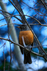 Melodic Wings: A Visual Ode to the American Robin