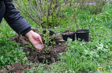 A man plants a young honeysuckle seedling in the garden. Planting a seedling in the ground in spring.