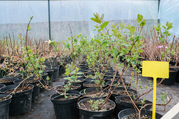 Center for the sale of berry bushes and fruit trees. Garden center with seedlings. A store for...