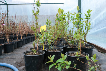 Center for the sale of berry bushes and fruit trees. Garden center with seedlings. A store for garden lovers.