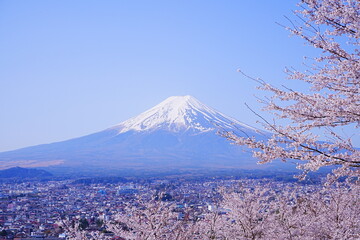 Mt. Fuji with Cherry Blossom or Pink Sakura Flower over Blue Sky in Yamanashi, Japan - 日本...