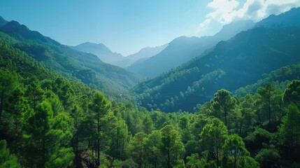 Fototapeta premium Extensive forest of trees next to a mountain with clear skies.