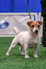 Portrait of an adult male Jack Russell Terrier