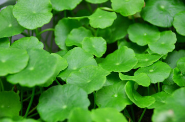 Greenery and plantation