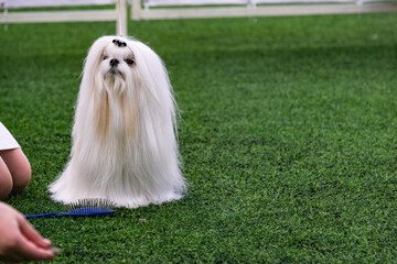 Show Maltese with long hair.