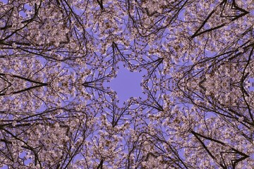 桜の花の万華鏡