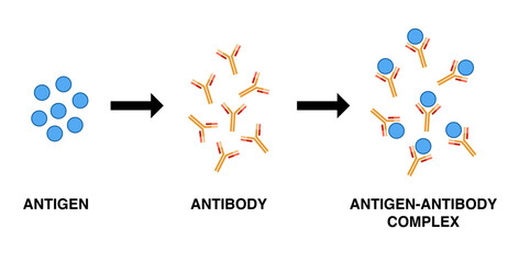 Vector illustration of antigen and antibody complex.