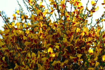 ホオベニエニシダ（頬紅金雀枝）