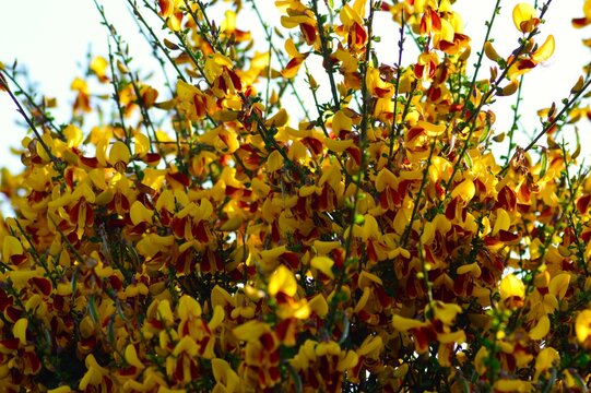 ホオベニエニシダ（頬紅金雀枝）