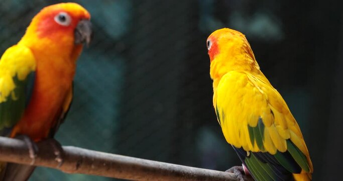 yellow and green parrot ,sun conure
