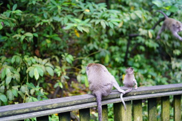 발리 우붓 원숭이 