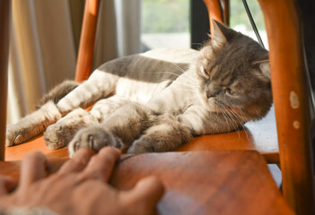 An English cat laying on a wooden chair in the sunlight