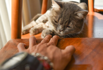 An English cat laying on a wooden chair in the sunlight