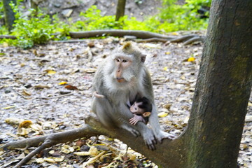 발리 우붓 원숭이 