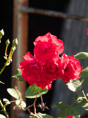 町工場の間に咲く真紅の薔薇