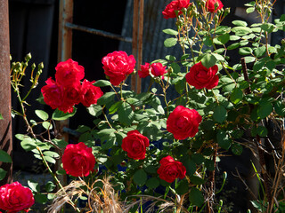 町工場の間に咲く真紅の薔薇