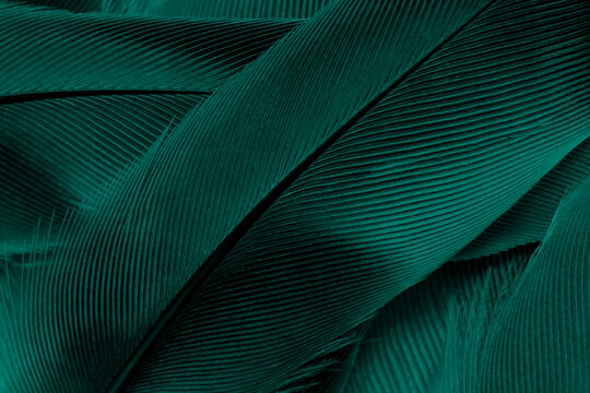 Beautiful dark green viridian vintage color trends feather texture background