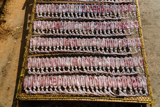 Fresh squids drying in the sun close-up