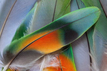 Beautiful  group parrot and eagle feather pattern texture luxury for background
