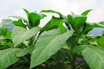 Tobacco leaf plant grow at field